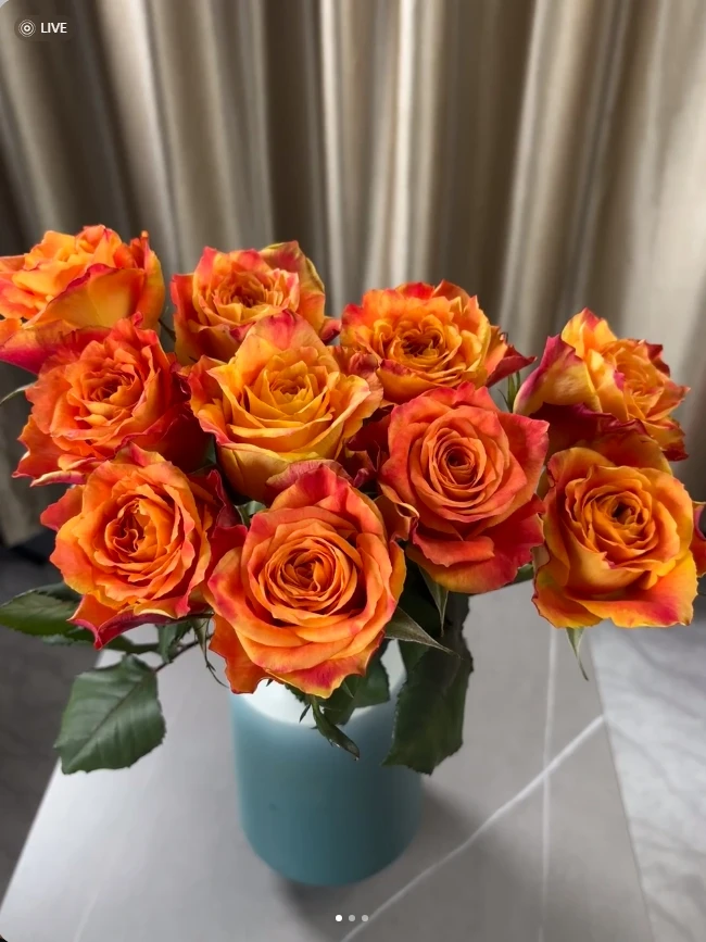 金辉玫瑰15枝 发17-20 （其中5枝短小断不赔付）介意勿拍+营养剂