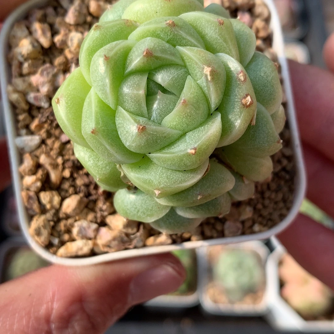 包子麦秆群。          姐姐专拍链接