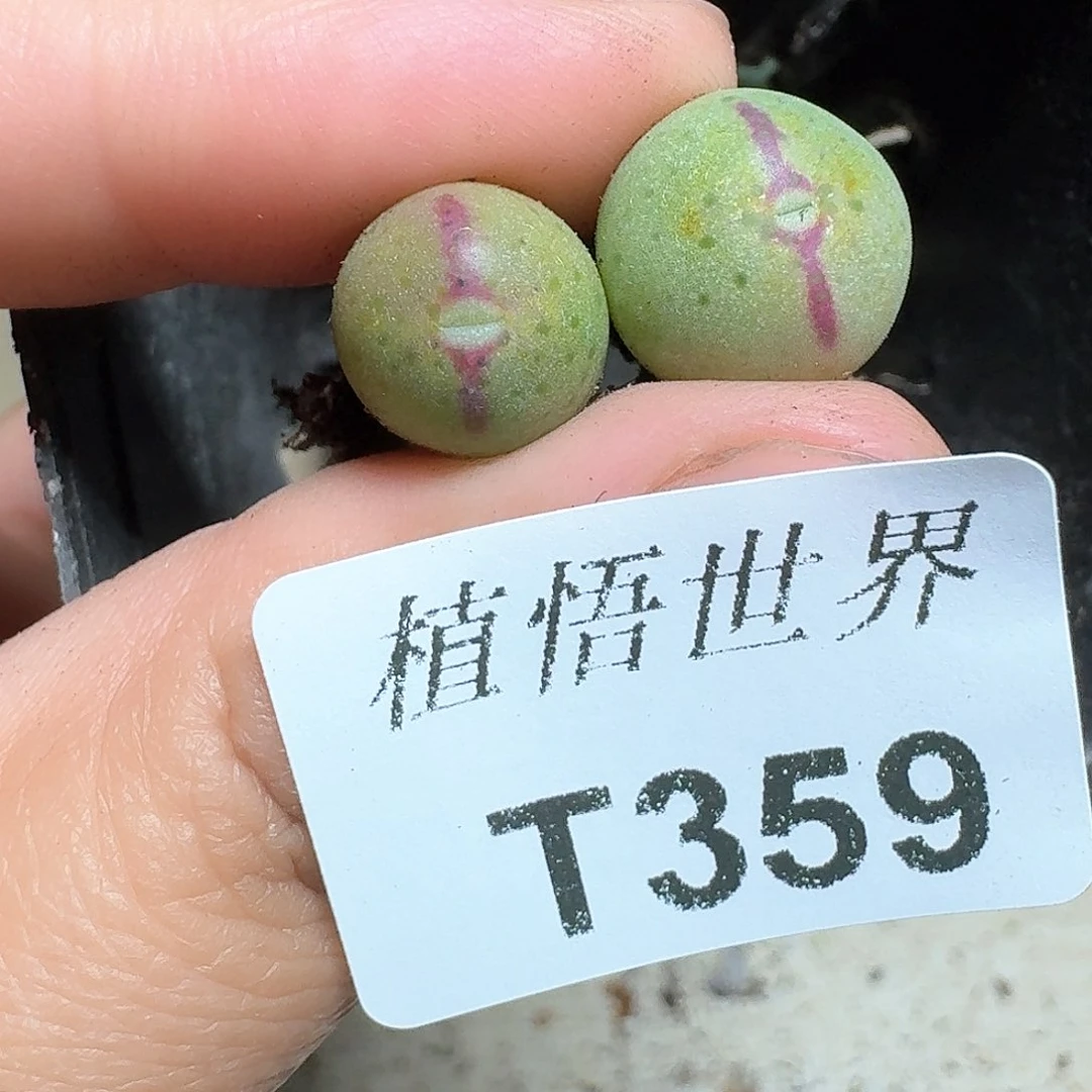 359盒多肉植物哇cv