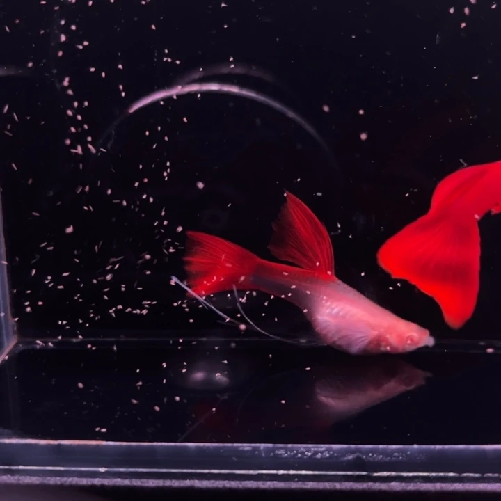 孔雀鱼血红大C1对