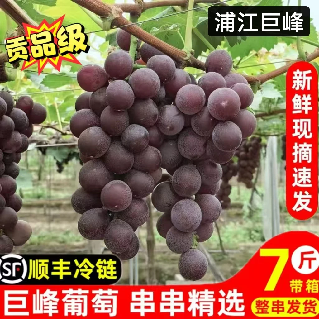 巨峰葡萄正宗浦江巨峰葡萄新鲜当季孕妇水果整串包甜现摘现发冷链