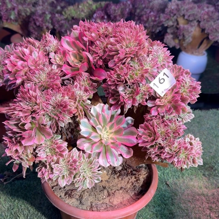 糖果女巫自然朵朵缀化161