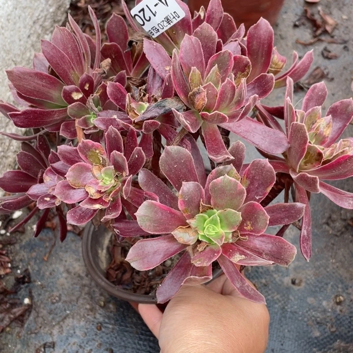 120赤霞飞多肉123446789