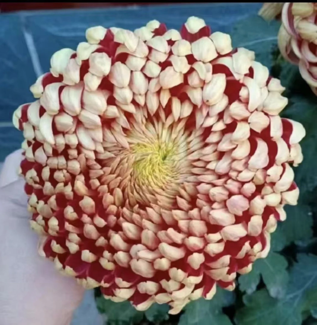 【太平红叶】（生花苞发货）大菊花盆栽带花苞发货多年生耐寒耐热