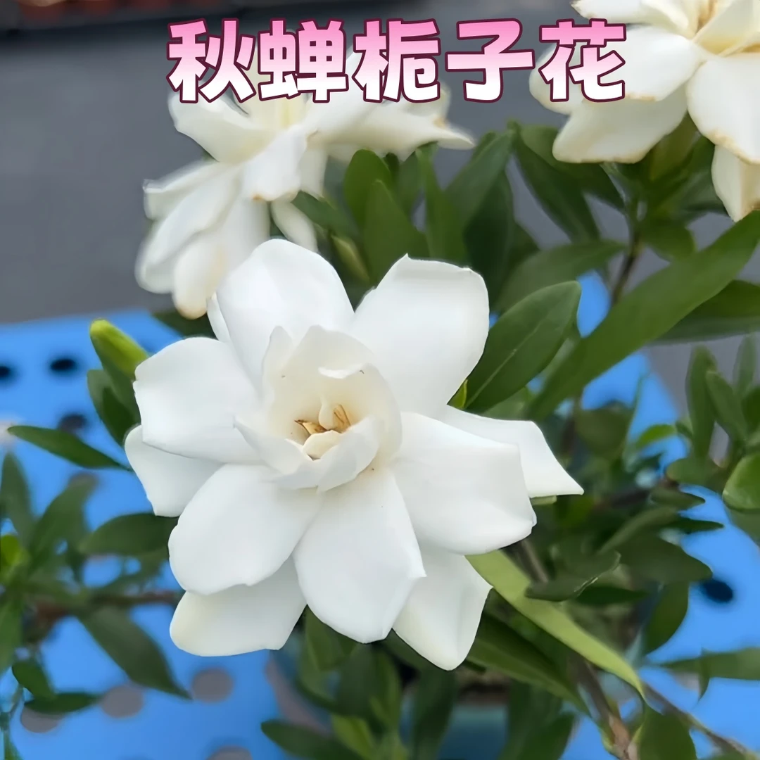 【秋蝉】栀子花贵货品种小叶栀子花浓香耐热绿植花卉室内外植物