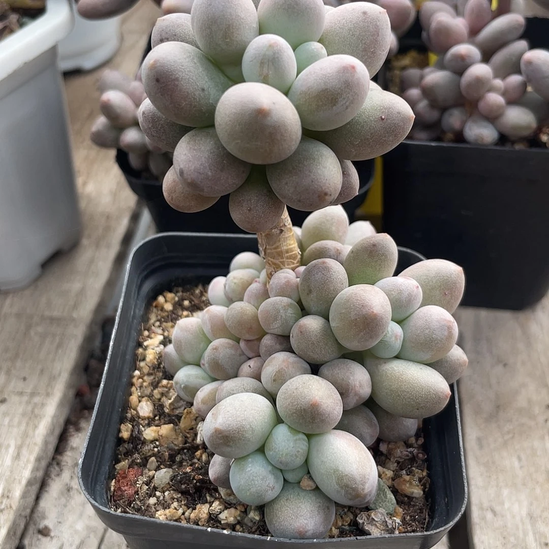 桃花奶多肉植物群生