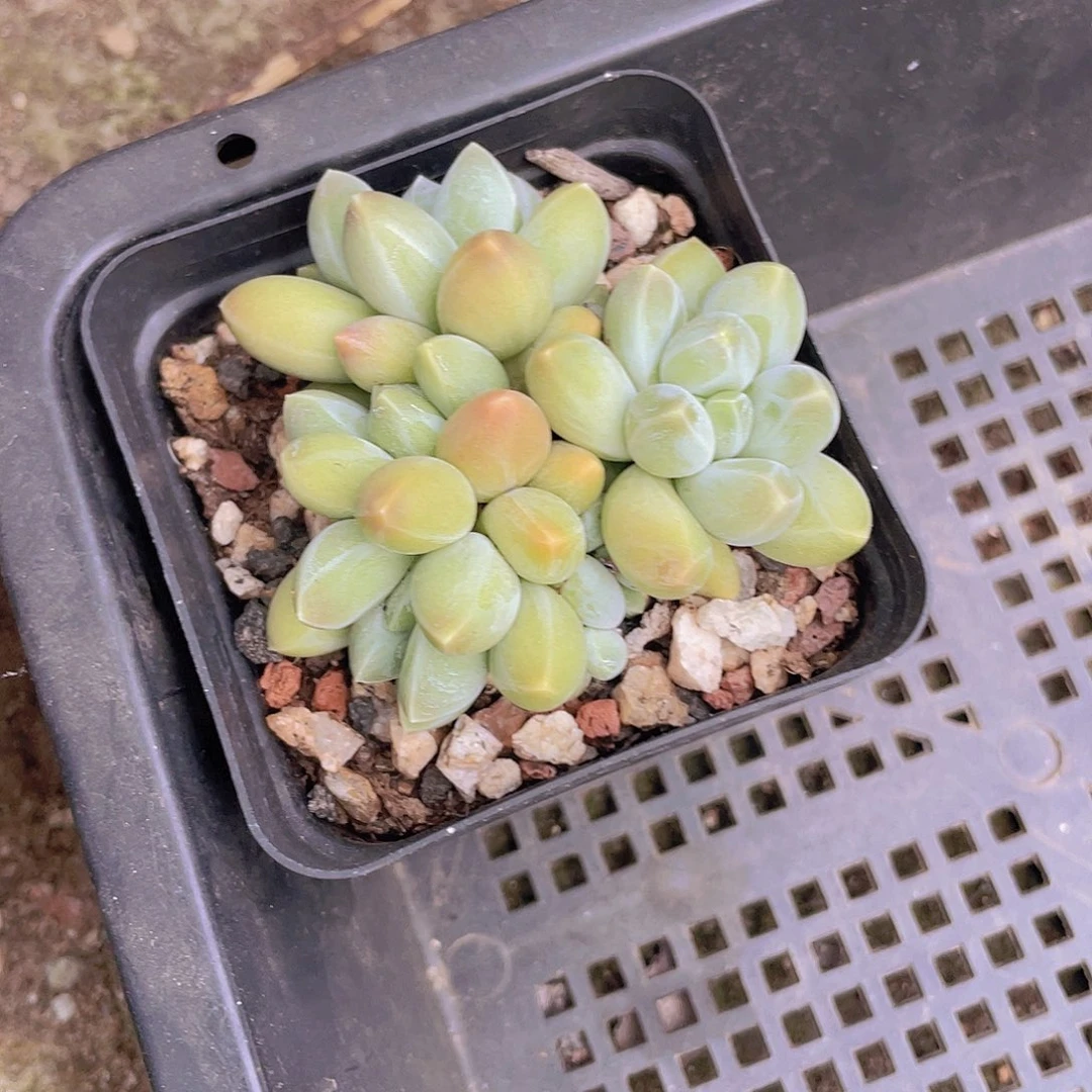 *****多肉植物多肉植物