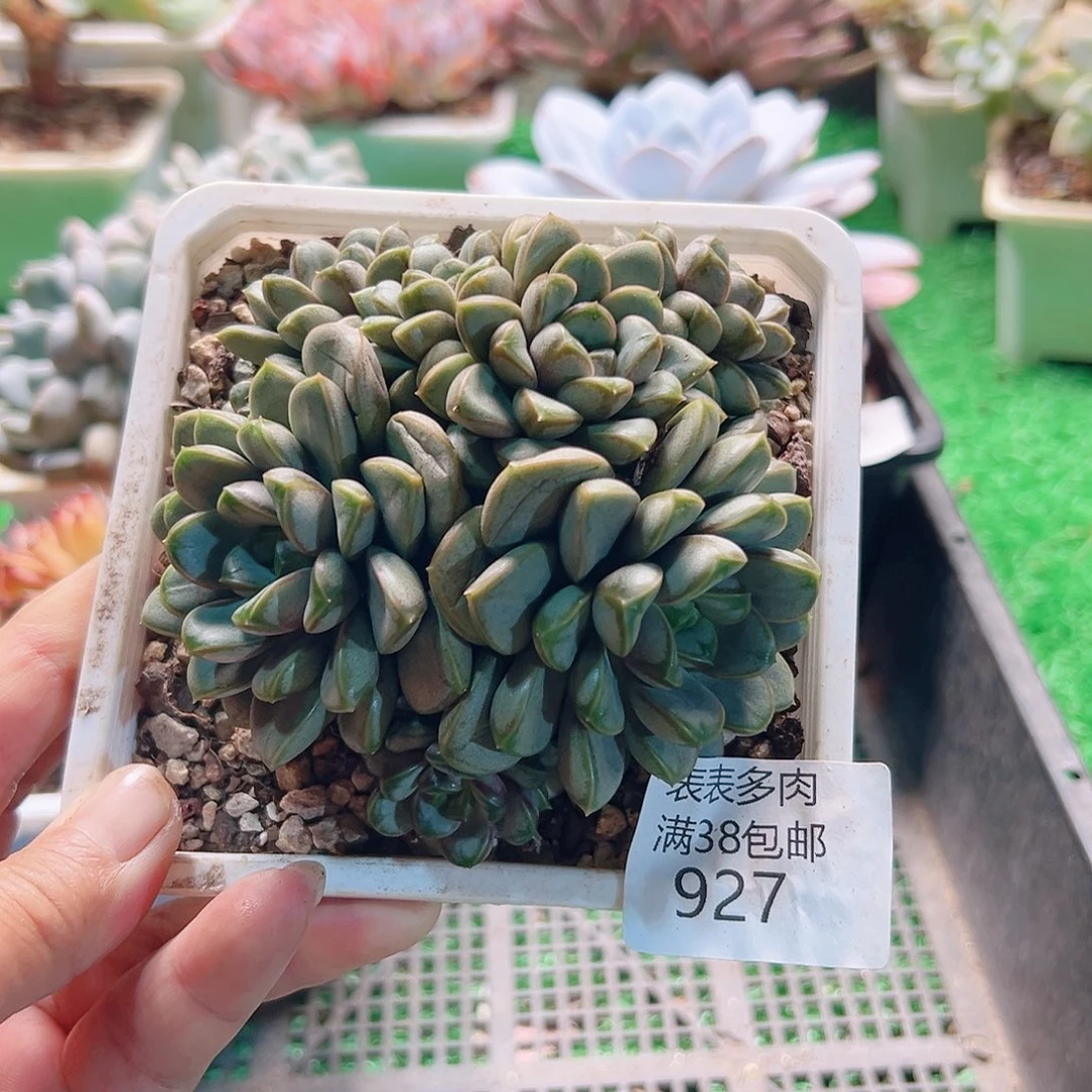 多肉一物一拍植物927