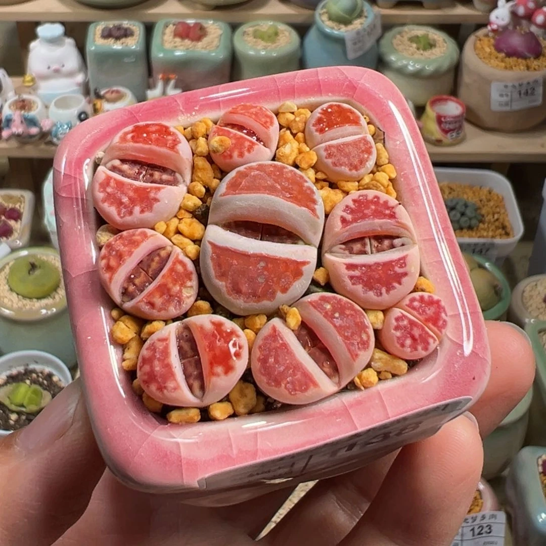 多肉植物138号红色