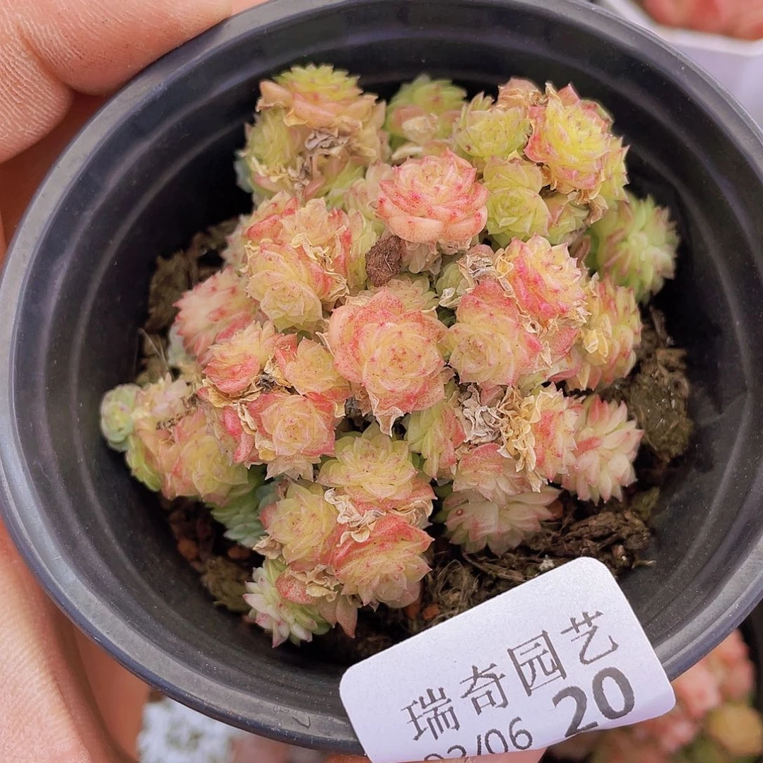 0000000000000020量拍