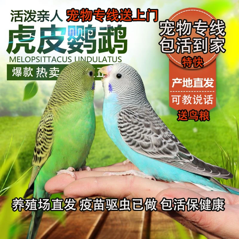 虎皮鹦鹉 （成年体） 到手可繁殖 新手好养包活