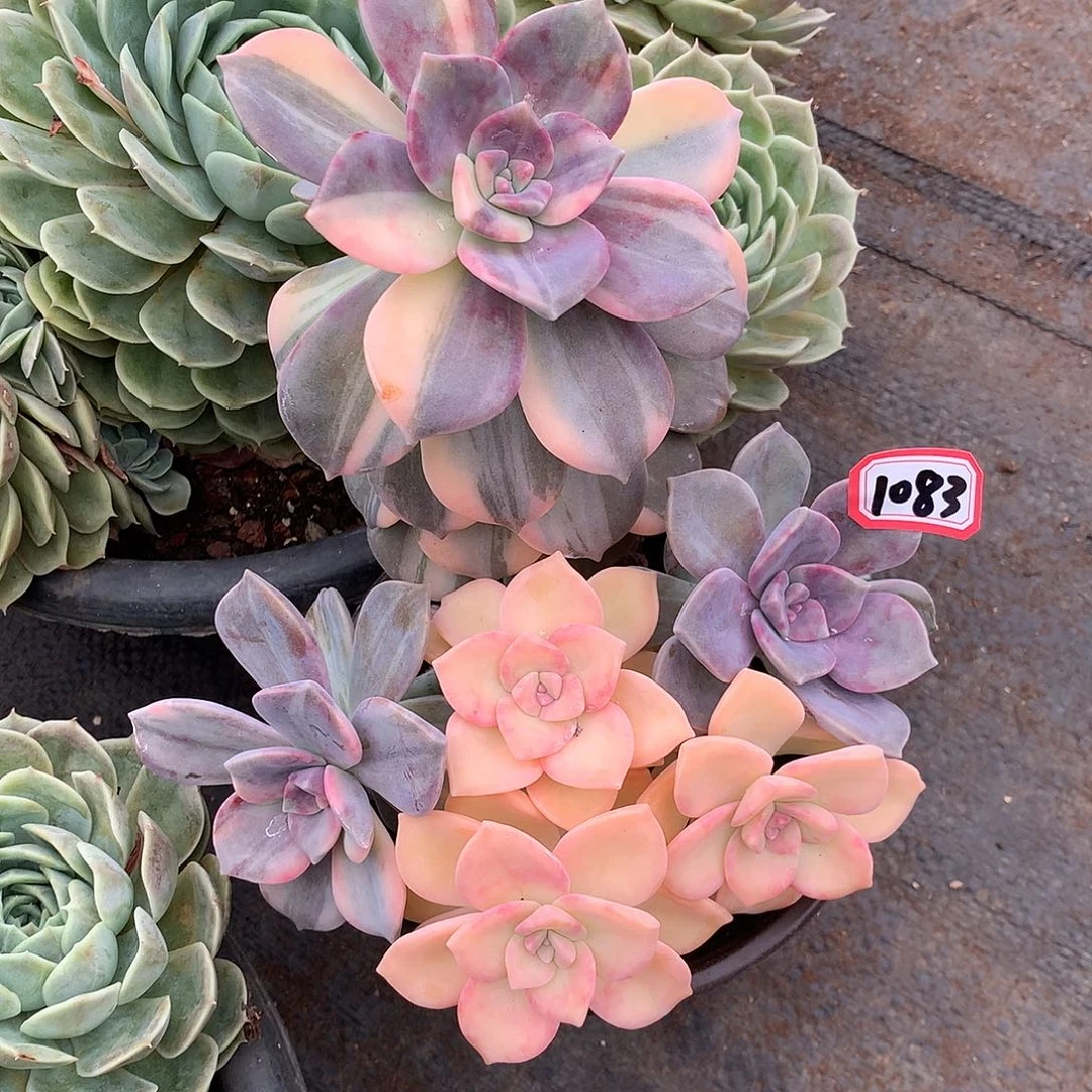 紫乐锦1083晓晓一物一拍