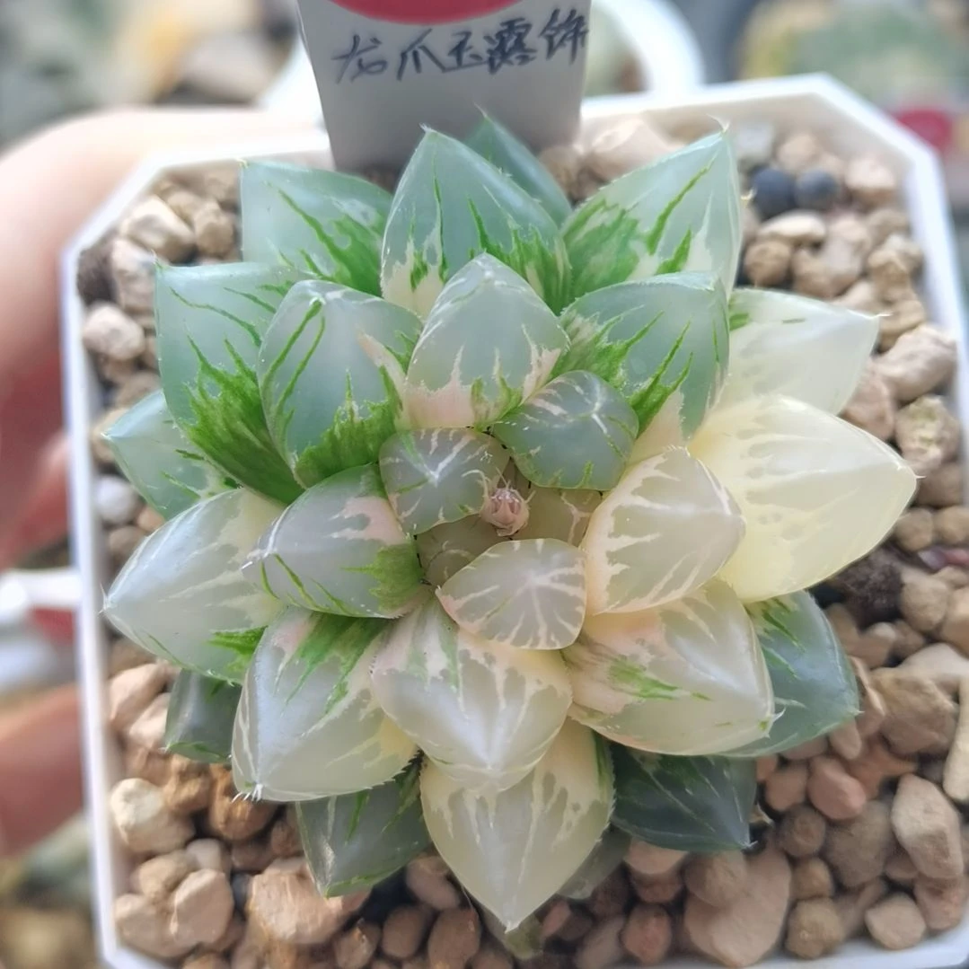 29号龙爪玉露锦一物一拍带盆土发货