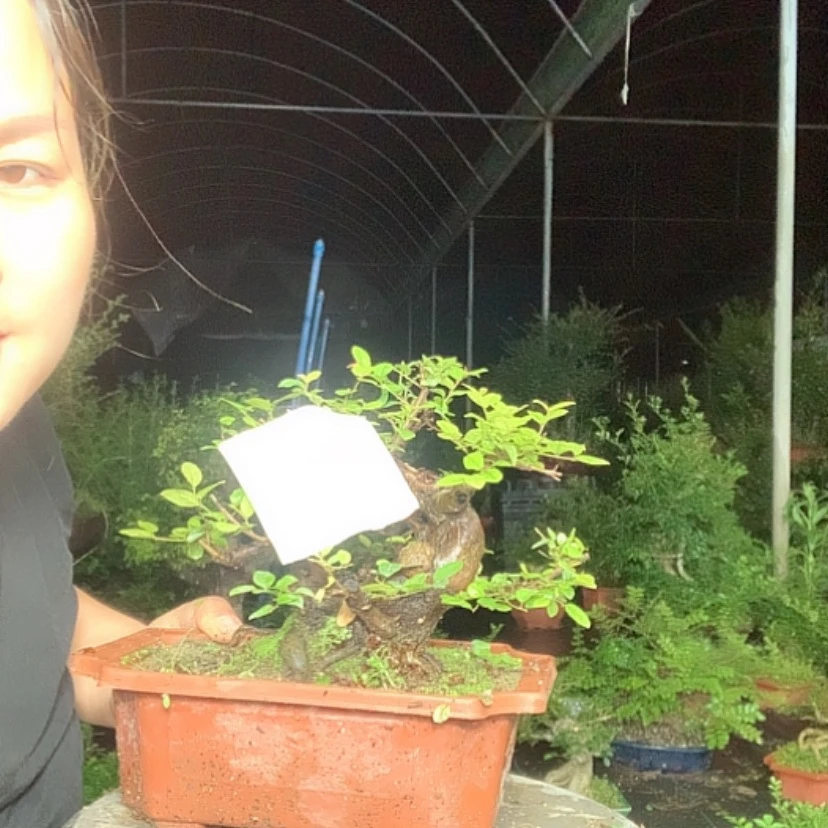 【闪购商品】无花朵塑料盆雀梅