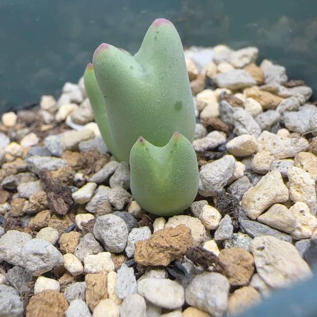 三头皮卡丘少将多肉植物