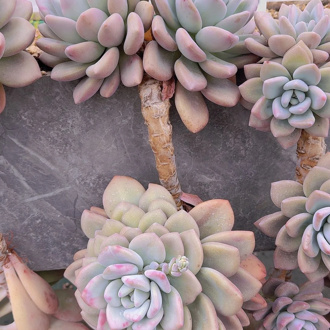 ?****0729奥普多肉植物