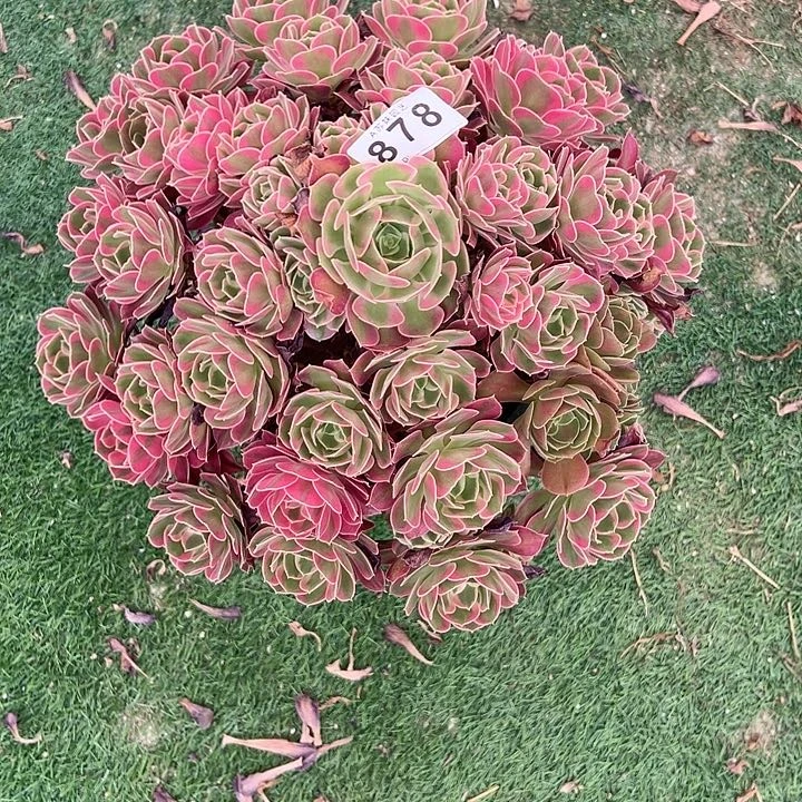 无花朵878夜罗刹多肉植物