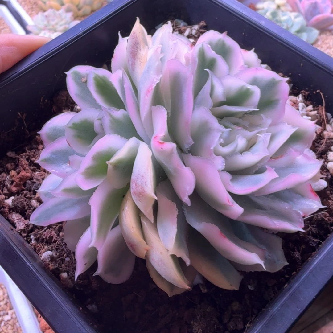 无花朵紫蝴蝶锦 多肉