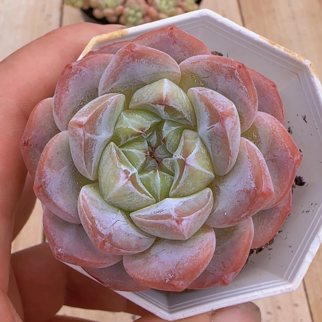 钻石冰晶一颗一物一拍
