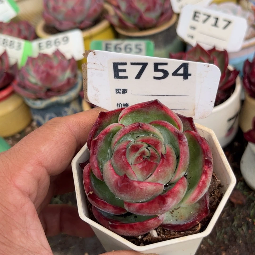 惊鸿一瞥754号多肉