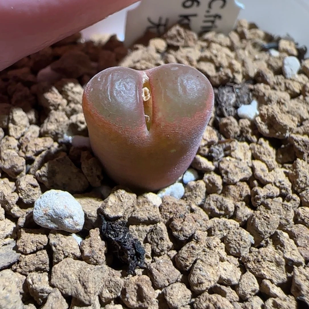 肉锥多肉植物百科-6km风铃542