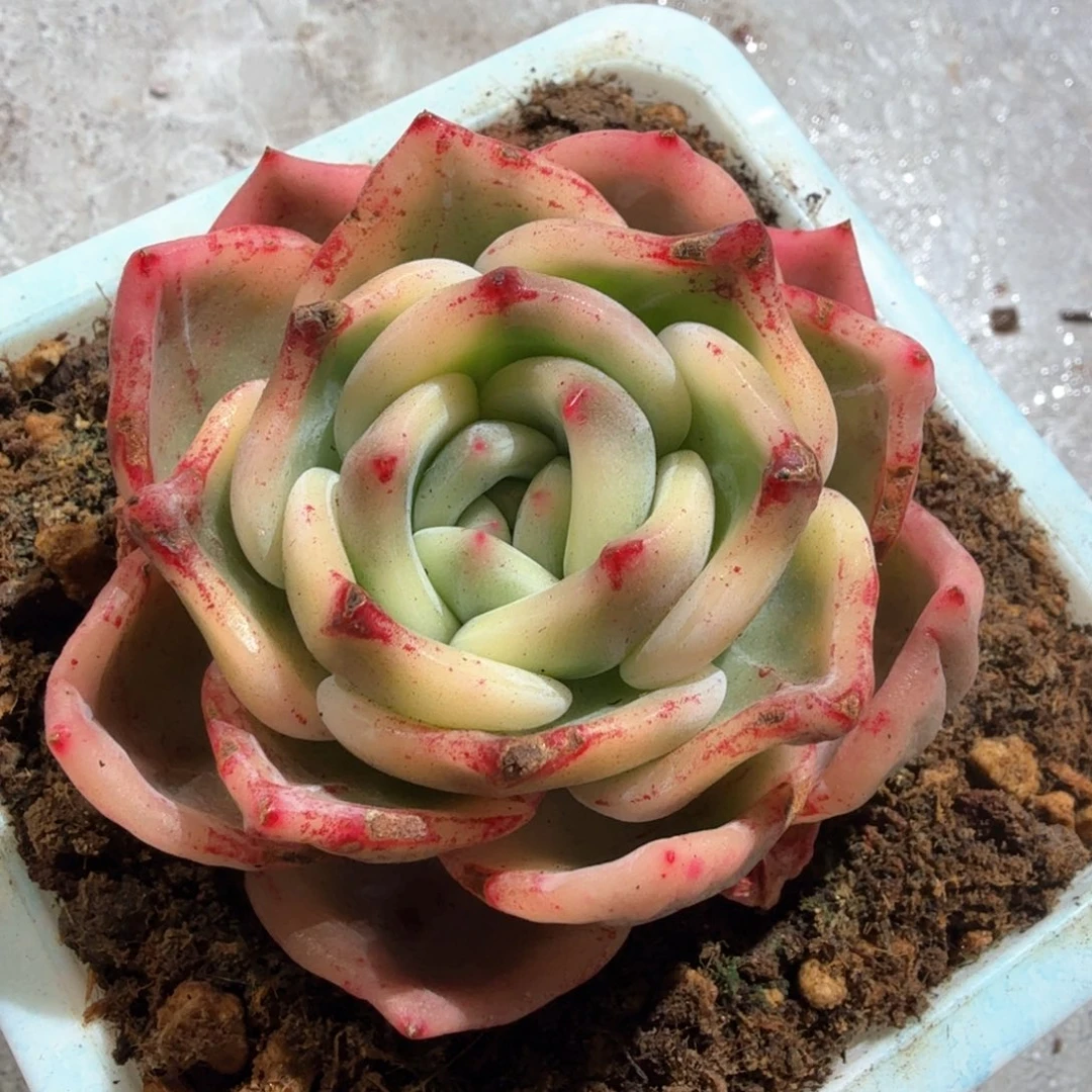 伊丽莎白锦，锦上园艺