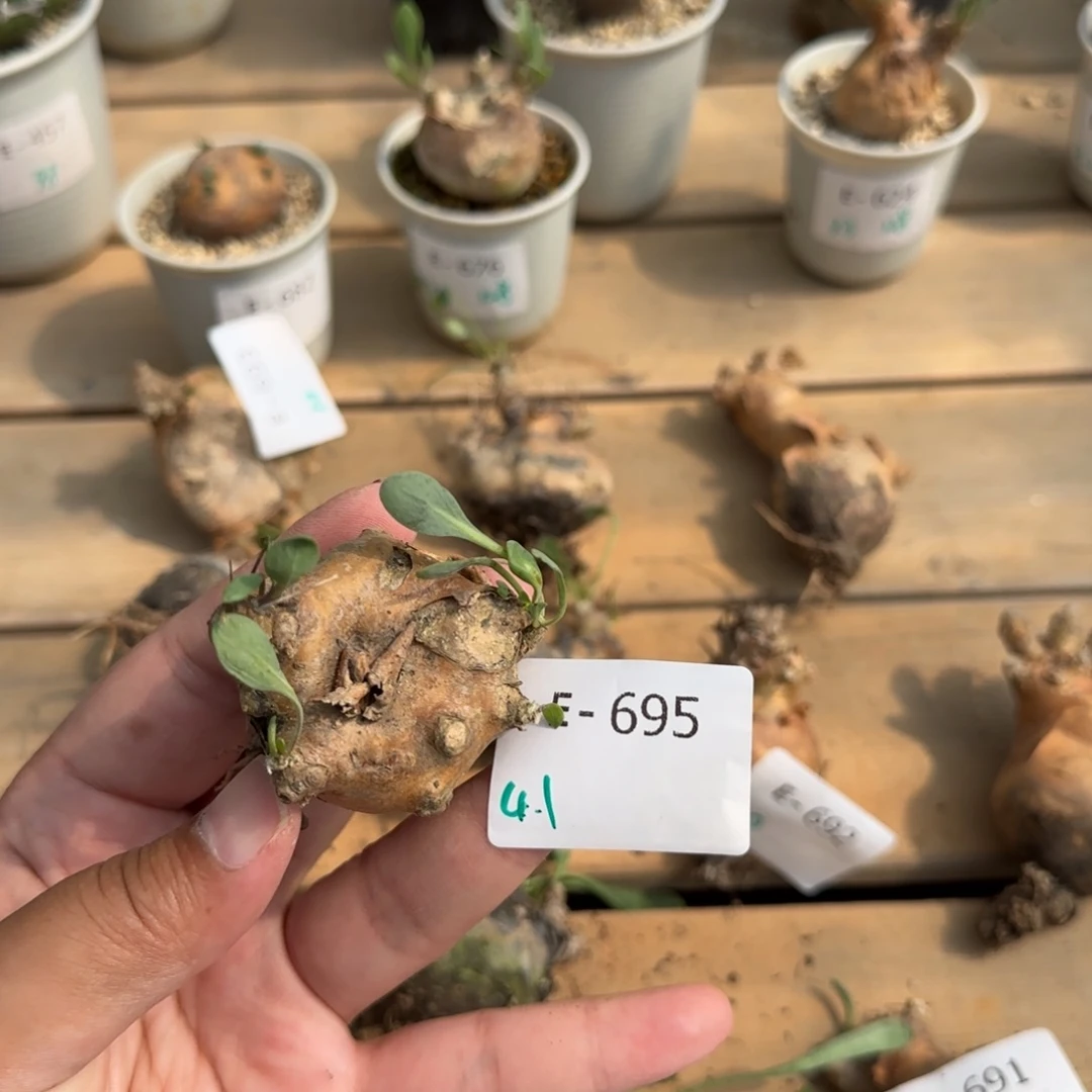 695开普敦厚敦菊块根植物