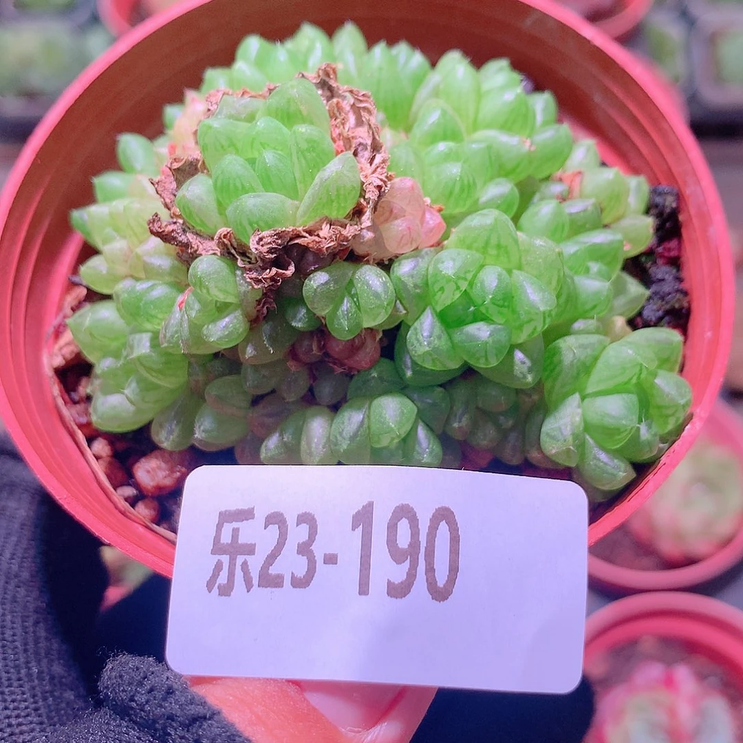 乐然23-190 草玉露