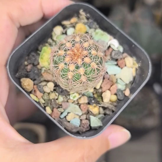 侧芽自根红刺樱花罗星丸直径2