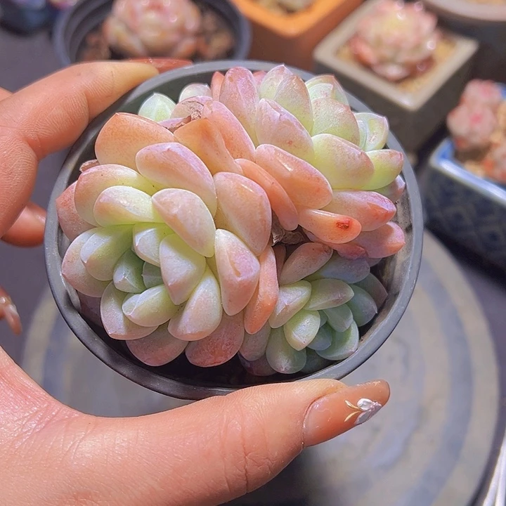 格*奶油冰玉，多肉植物