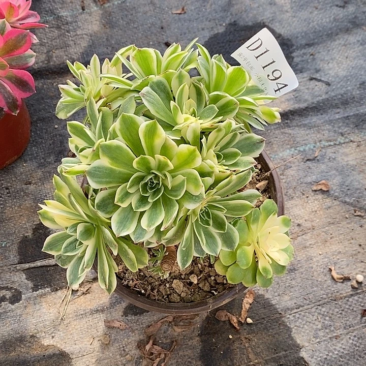 1194伊丽莎白多肉母本无售后