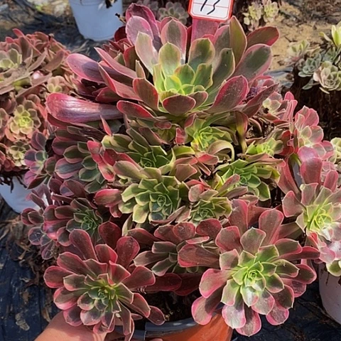 大凤冠老桩捧花13号