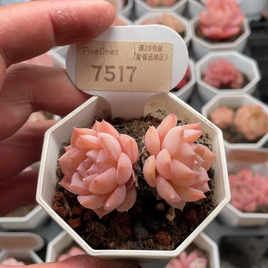 纯爱7517-6.0厘米