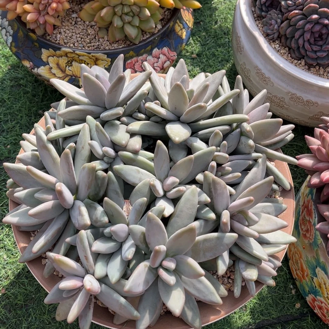 企鹅大群一物一拍