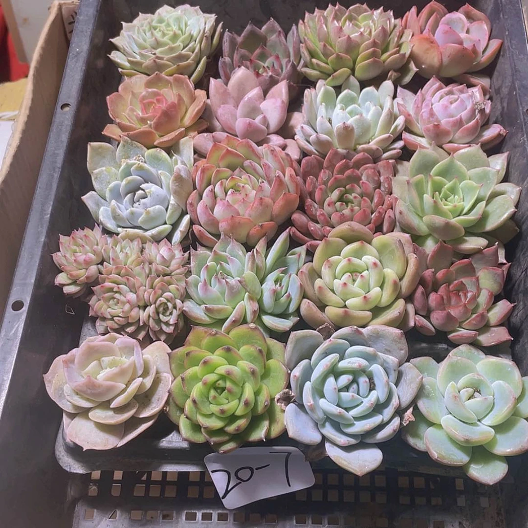 【闪购商品】20颗-7