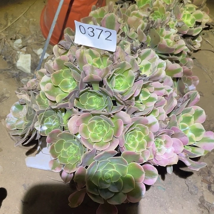 多肉植物法师372香妃