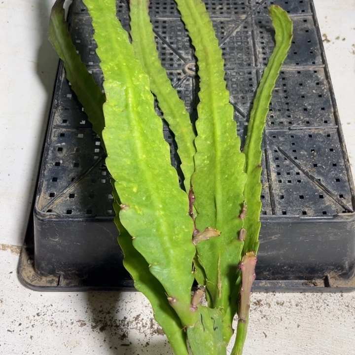 当前无花栽培后可以开花660