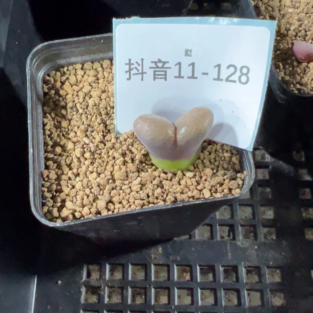 11-128肉锥多肉植物，
