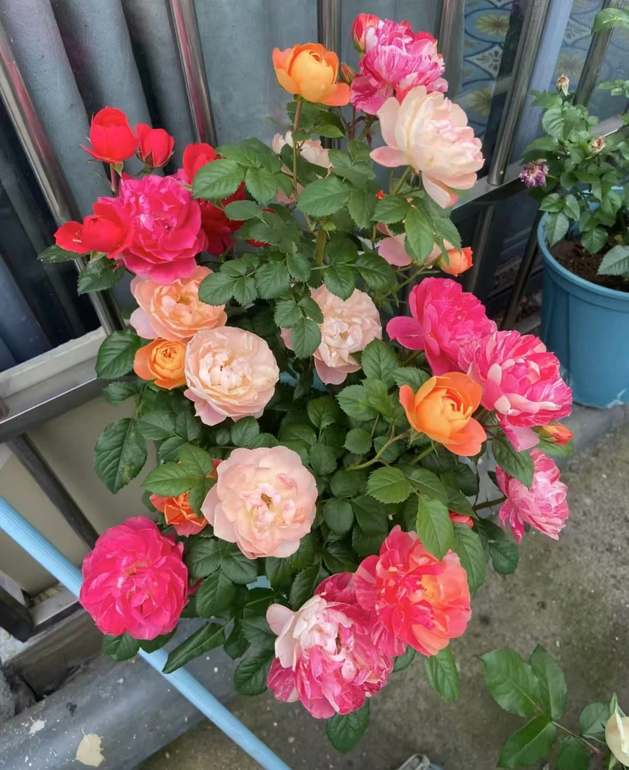 混色【划算】三个颜色  自种花苗  原土原盆直发 现货现发 包邮