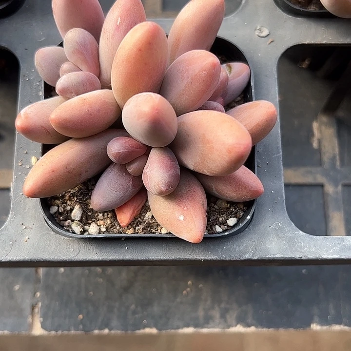 娟*138多肉植物组合都不容易！苗