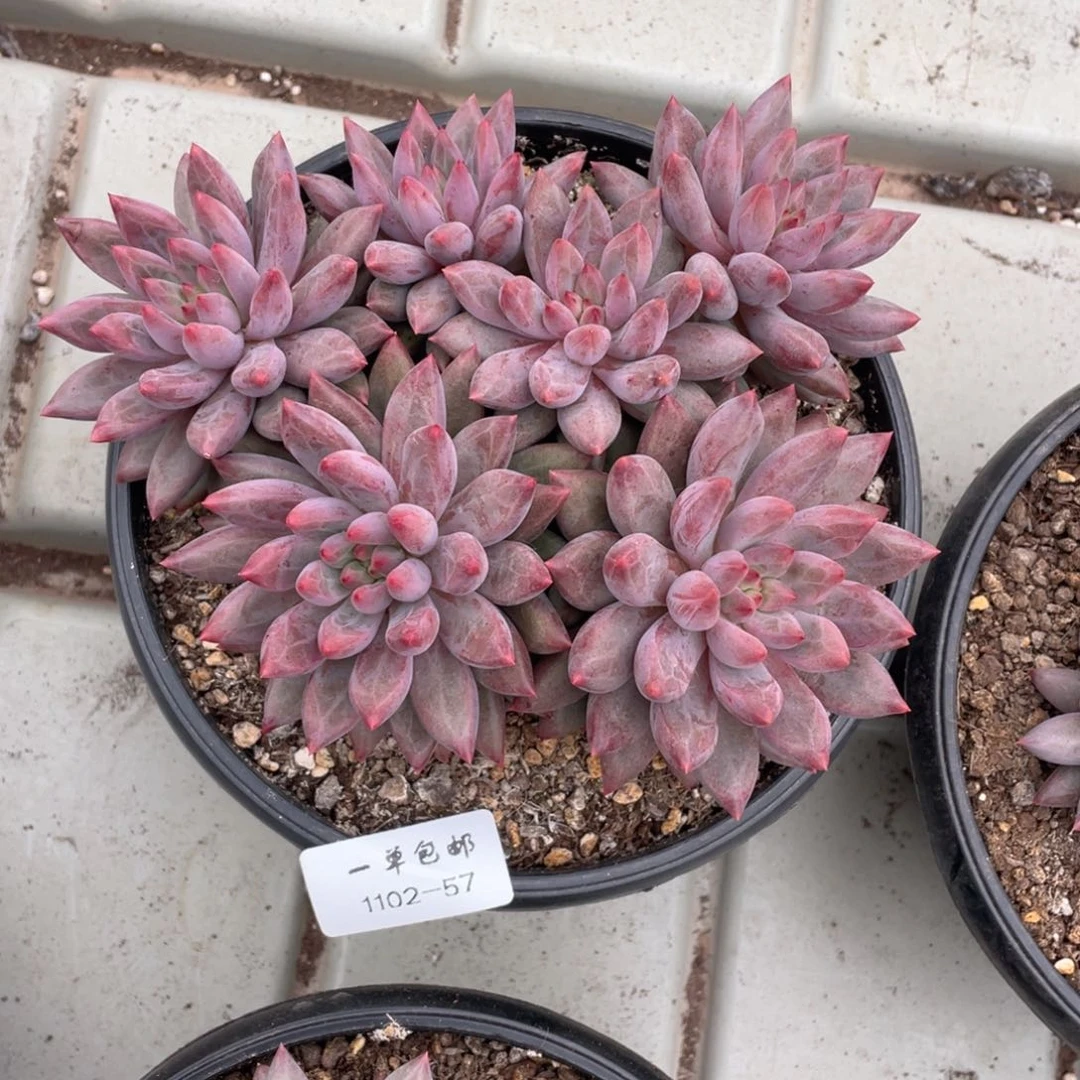 1102-57-虞，，，，，，