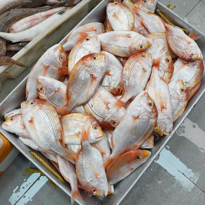 野生红立鱼 肉质鲜嫩肥美 新鲜海鲜 广东省内顺丰包邮