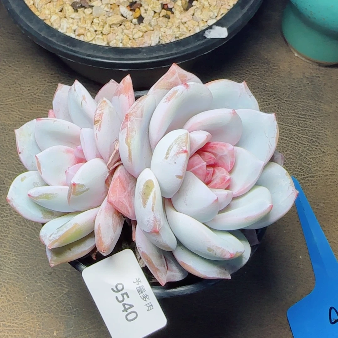 糖心雪天使，9540多肉植物