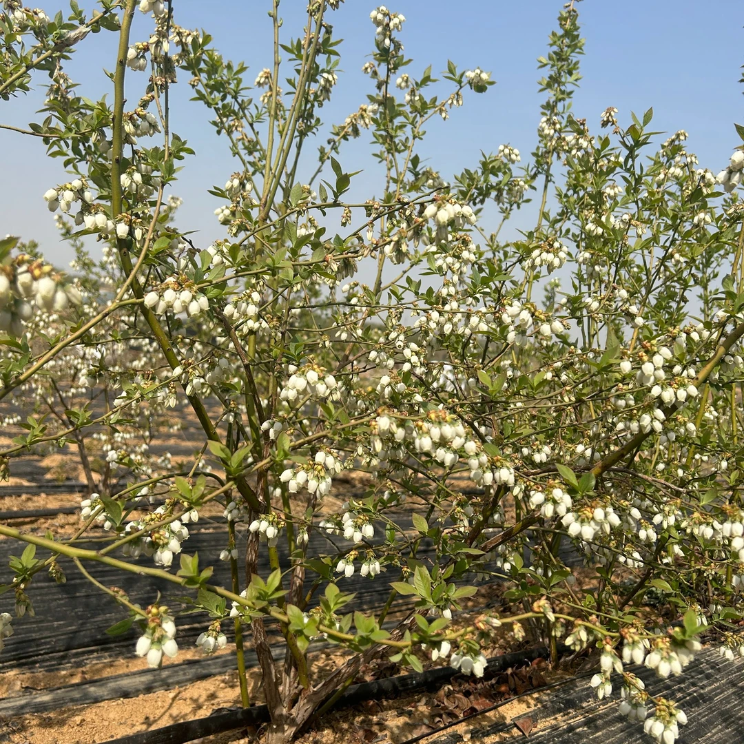 大果蓝莓树苗 花香25 F6 薄雾 绿宝石 特大果脆甜多汁