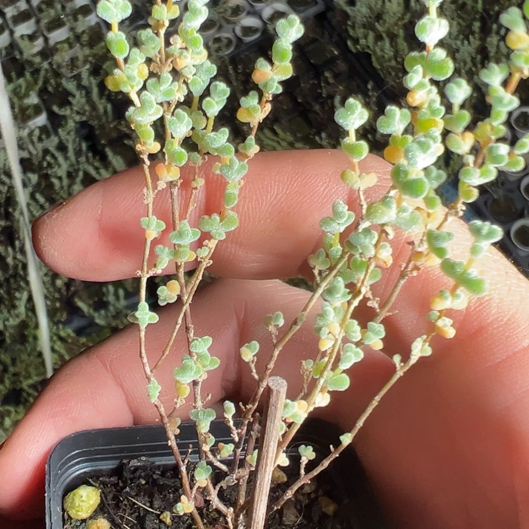 超级莱斯55杯老桩福利