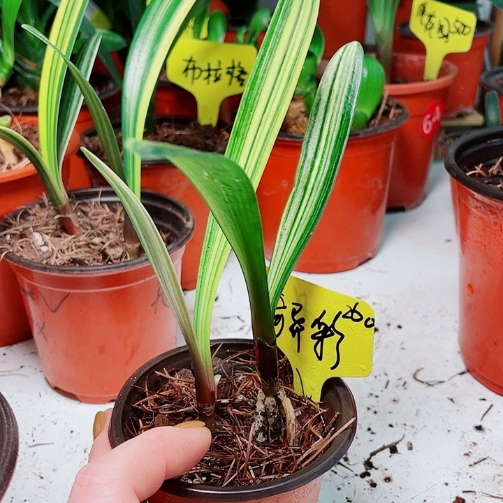 当前无花栽培后可以开花
