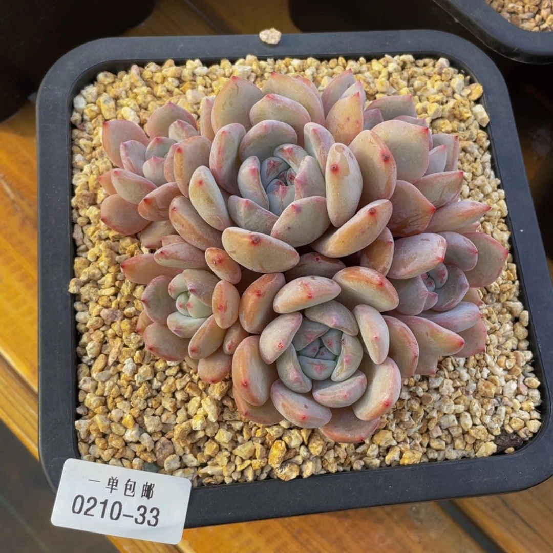 0210-33-星影。。。。。