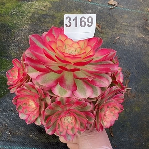 红陶3169倾城不周正冠16