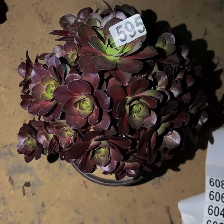 595魅金多肉植物处理不售后砍头丛林