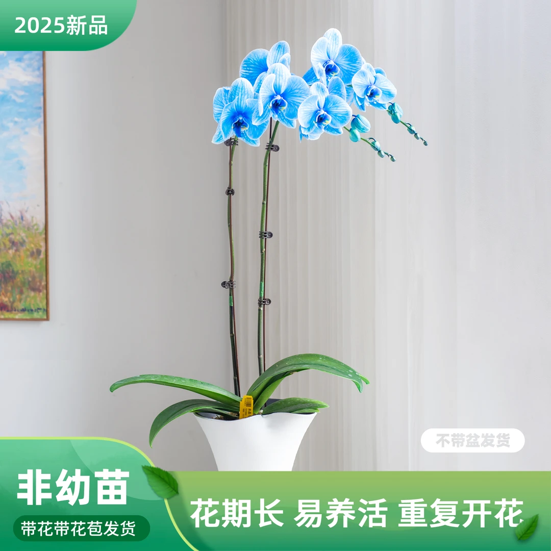 蝴蝶兰大花【马卡龙蓝紫】室内花卉盆栽宴请盆栽开业乔迁蝴蝶兰花